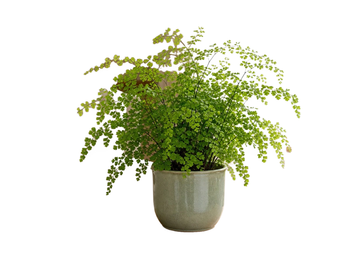 The same plant isolated on a transparent background